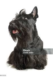 Image result for skotský teriér