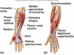Its attachments at the coracoid process of the scapula and the anterior surface of the shaft of humerus make coracobrachialis a strong adductor of the arm. Superficial Anterior Forearm Muscles Google Search Leg Anatomy Muscle Anatomy Leg Muscles Anatomy