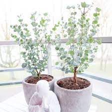 Pin By Nessa Powell On Garden In 2020 Plants Indoor Plants Indoor Garden