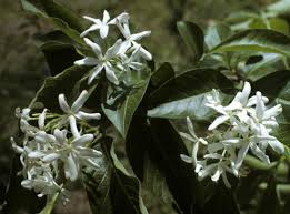 Image result for Holarrhena pubescens