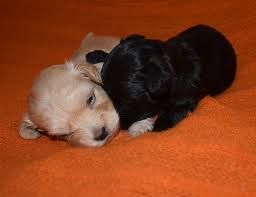 Come meet wagging tails rescue's pets. Pets For Adoption At Wagging Tails Rescue In Henderson Nv Petfinder