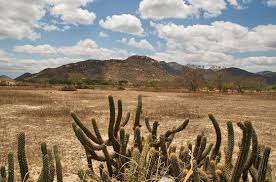 Resultado de imagem para imagens da regiao da caatinga