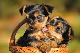 An animal … continue reading. Furry Babies Has The Cutest Yorkie Puppies For Sale Anywhere Come Check Them Out Furry Babies