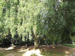 Image result for Maytenus chasei