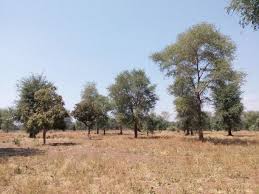 Image result for Faidherbia albida