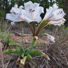 Image result for Crinum macowanii