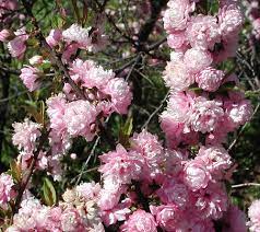 White almond bush (aloysia virgata) highly aromatic racemes of white nectar filled flowers will perfume your garden with a vanilla almond fragrance. Flowering Almond
