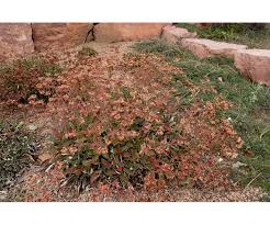 Image result for Cycnium jamesii