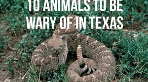 Florida's remarkable and diverse wildlife sets the state apart. Top 10 Most Dangerous Animals In Texas Hubpages