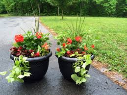 Pin By Victoria Thorpe On O U T D O O R Citronella Plant Celosia Plant Plants