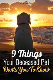 Your pet wants you know that you were and are the perfect parent. 9 Things Your Deceased Pet Wants You To Know In 2021 Pet Quotes Dog Dog Grief Dog Heaven