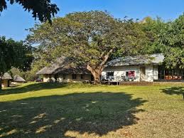 Image result for Gymnosporia matoboensis