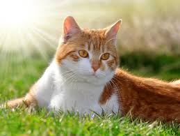 Spaying a cat in heat has a negligible risk increase compared with a cat who is not in heat. Heat Stroke In Dogs Cats Prevent Your Pet From Overheating