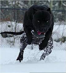 Pin By Jr On Sobani In 2020 Big Dog Breeds Bully Breeds Dogs Scary Dogs