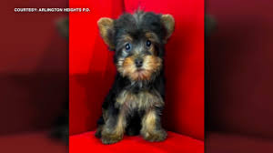 From puppies to seniors, we help dogs of all life stages put their pet grooming in chicago, il. Arlington Heights Break In At Pocket Puppies Caught On Camera Puppy Stolen Abc7 Chicago