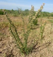 Image result for Erigeron sumatrensis