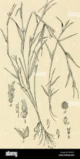 Image result for Hackelochloa granularis