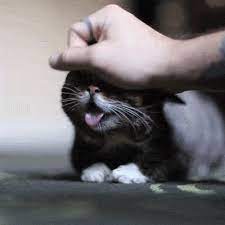 Funny Gifs Ceramic Tattoo Art Cute Animals Cute Cats Cats And Kittens