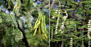 How to identify maple tree varieties. Mesquite Trees Types Leaves Flowers Bark Identification Pictures