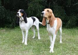 Image result for švycký honič