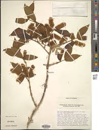Image result for Combretum pisoniiflorum