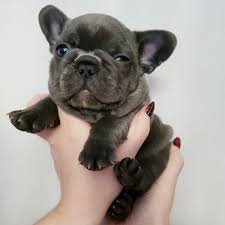 French Bulldog Bakimi Ve Ozellikleri Pet Ihtiyac Blog