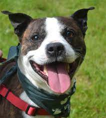 Snoozing And Snoring Staffie Captures Hearts Dogs Monthly Rescue Dogs Dogs Staffies