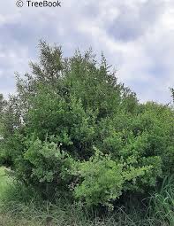 Image result for Diospyros lycioides