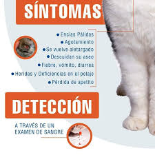 Feb 20, 2019 · afecta más a los gatos de menos de 1 año, a los que sufren estrés y a los que portan el virus de leucemia felina. Leucemia Felina Asociacion Milagros De Amor El Salvador Facebook