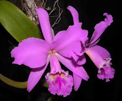 Use them in commercial designs under lifetime, perpetual & worldwide rights. Orchid Color Wikipedia