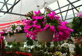 Here's expert tips on caring for a christmas cactus. Christmas Cactus Care