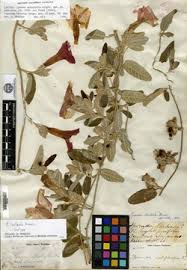 Image result for Ipomoea intrapilosa