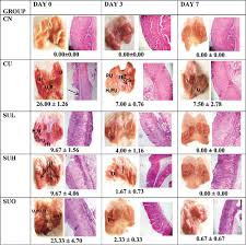 Image result for Buchholzia