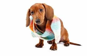 Dachshunds are not considered to be a hypoallergenic breed. Do Dachshunds Shed Are They Suitable For An Allergy Sufferer