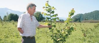 If your tree comes down with the blight, you will notice flowers and foliage turning brown, wilting, and dying. Value Adding Key To Success In Hazelnuts The Western Producer