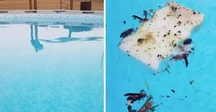 le moyen le plus simple et le plus rapide de ramasser tous les insectes dans votre piscine piscine simple truc et bricolage
