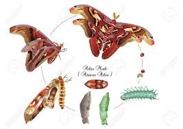 Gritty and raw, yet thought out and insightful. Life Cycle Of Atlas Moth Royalty Free Cliparts Vectors And Stock Illustration Image 59793679