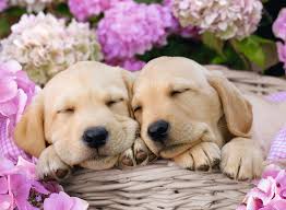 Wir haben die süßesten, frechsten und knuddeligsten welpen für dich ausgesucht! Susse Hunde Im Korbchen Kinderpuzzle Puzzle Produkte Susse Hunde Im Korbchen