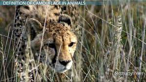 What Is Camouflage In Animals Definition Examples Video Lesson Transcript Study Com