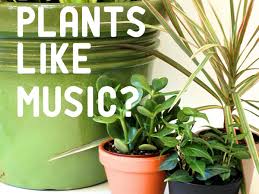 Maybe you would like to learn more about one of these? The Effect Of Music On Plant Growth Dengarden