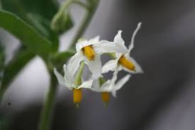 Image result for Solanum chenopodioides