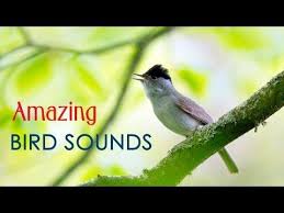 Bird Sounds Birds Singing Best Nightingale Song 3 Hours Realtime Nightingale Singing No Loop Birdsong Birds Chirping Youtube Sounds Of Birds Bird Forest Sounds