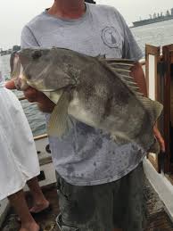 San Diego Charters