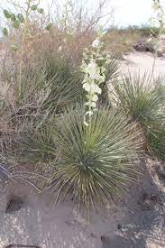 Palmilla Del Desierto Chihuahua Mexico National Parks Big Bend National Park