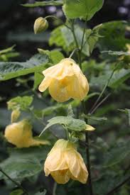 Image result for Abutilon