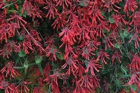 We did not find results for: Archive Trumpet Honeysuckle Vine