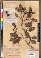 Image result for Trilepisium madagascariense