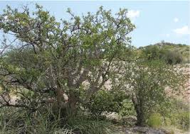 Image result for Commiphora tenuipetiolata
