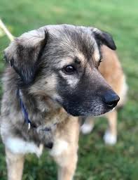 Du möchtest einen hund adoptieren und ihm ein zuhause schenken? Tierschutz Siebengebirge Grosse Knopfaugen Grosses Herz Das Ist Knut Der Ein Ruhiges Zuhause Sucht Nr Kurier De