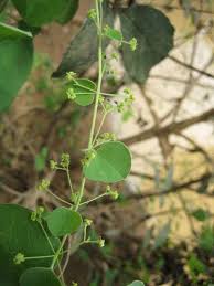 Image result for Cissampelos mucronata